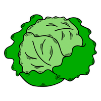 Iceberg Lettuce