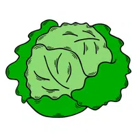 Iceberg Lettuce
