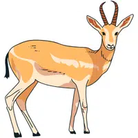Impala