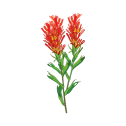 Indian Ricegrass