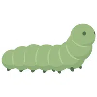 Insect