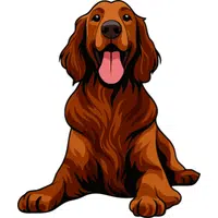 Irish Setter