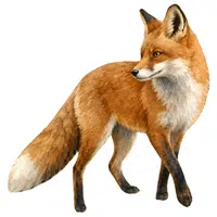 Island Fox