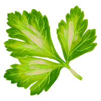 Italian Parsley