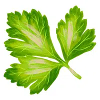Italian Parsley