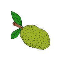 Jackfruit