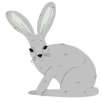Jackrabbit