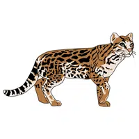 Jaguarundi