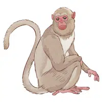 Japanese Macaque
