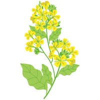 Japanese Mustard Greens | A to Z Vegetables Names