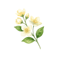 Jasmine