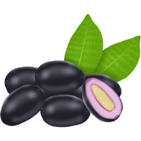 Java Plum