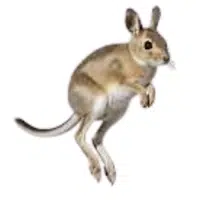 Jerboa