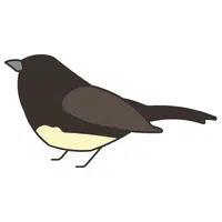 Junco