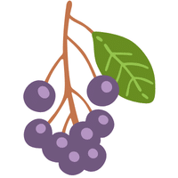 Juneberry