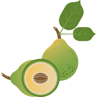 Kakadu Plum