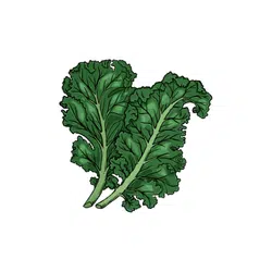 Kale | Temperate Vegetables Names in English