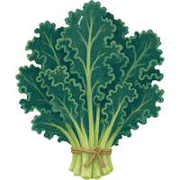 Kale | A to Z Vegetables Names