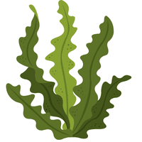 Kennebec Potato | A to Z Vegetables Names
