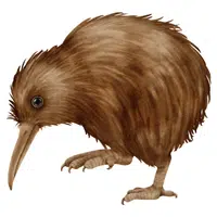 Kiwi