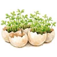 Land Cress | A to Z Vegetables Names