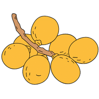 Langsat | A to Z Fruits Name