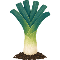 Leek | A to Z Vegetables Names