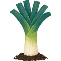 Leek | A to Z Vegetables Names