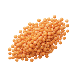 Lentil | Desert Vegetables Names in English