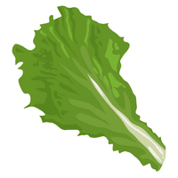 Lettuce | A to Z Vegetables Names