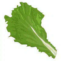 Lettuce | A to Z Vegetables Names