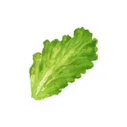 Lettuce