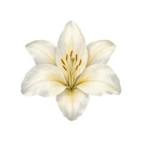 Lily