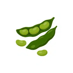 Lima Bean | Temperate Vegetables Names in English