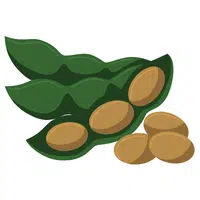 Lima Beans | A to Z Vegetables Names