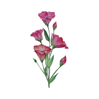 Lisianthus | Wedding Flowers Names