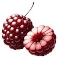 Loganberry | A to Z Fruits Name