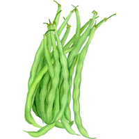 Long Beans | A to Z Vegetables Names