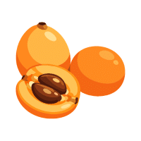 Loquat