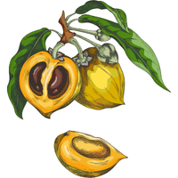Lucuma | A to Z Fruits Name