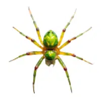 Lynx Spider | A to Z Animals Name