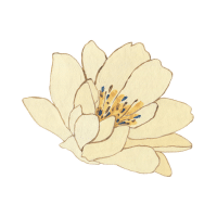 Magnolia | Wedding Flowers Names
