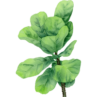 Malabar Spinach | A to Z Vegetables Names