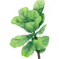 Malabar Spinach | A to Z Vegetables Names