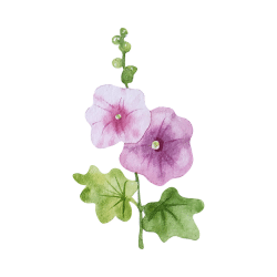 Mallow | Desert Vegetables Names in English