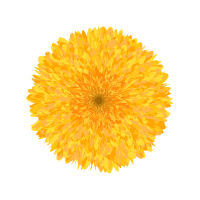 Marigold | Decorative Flowers Names