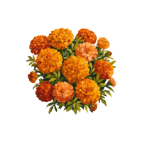 Marigold | Wedding Flowers Names