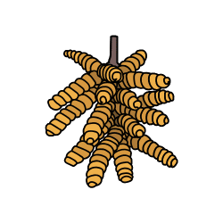 Mesquite Bean