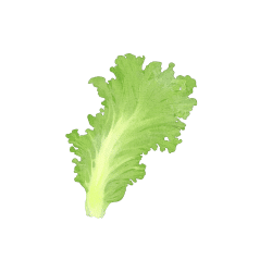 Miner’s Lettuce | Desert Vegetables Names in English