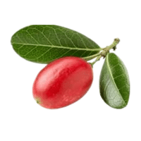 Miracle Fruit | A to Z Fruits Name